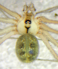 Psilochorus californiae