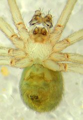 Psilochorus californiae