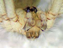 Psilochorus californiae