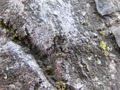 Bagliettoa calciseda