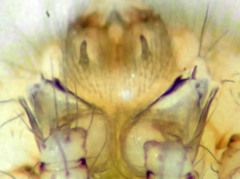 Psilochorus californiae