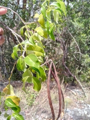 Plectaneia thouarsii