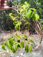 Plectaneia thouarsii