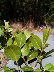 Calophyllum