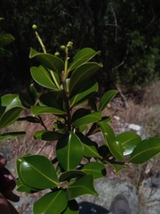 Calophyllum
