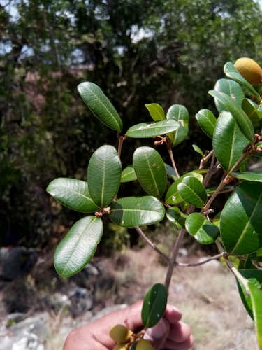 Abrahamia buxifolia image