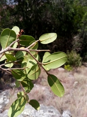 Abrahamia buxifolia image