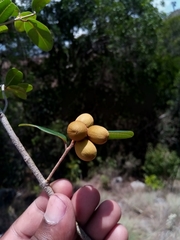 Abrahamia buxifolia image