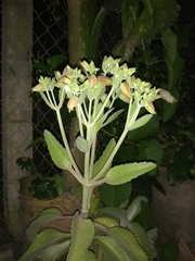 Kalanchoe