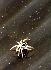 Leptofreya ambigua