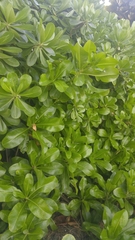 Scaevola taccada taccada