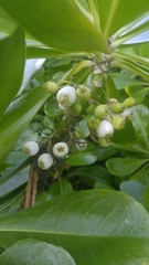 Scaevola taccada taccada