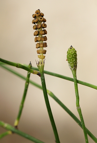 Equisetaceae image