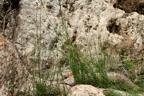 Equisetum image