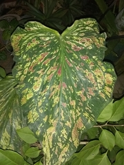 Caladium bicolor