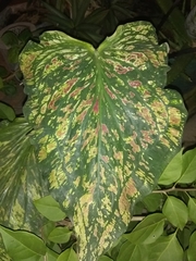 Caladium bicolor