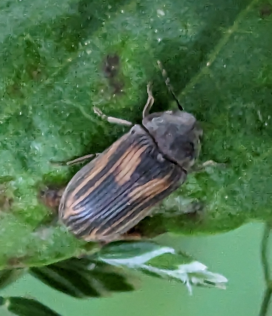 Vrilletta decorata