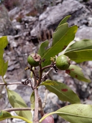 Coptosperma