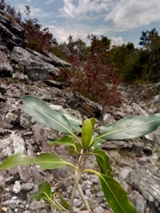Coptosperma