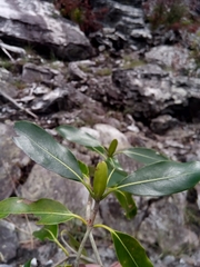 Coptosperma