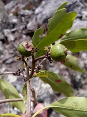 Coptosperma