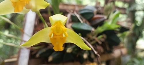 Lycaste aromatica, photograph 1