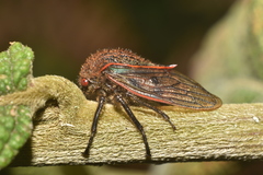 Metcalfiella