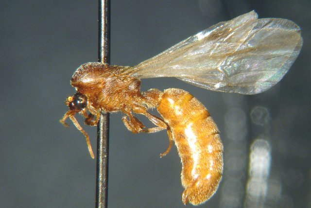 Neivamyrmex minor