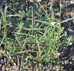 Lupinus havardii