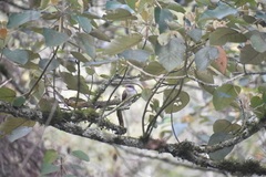 Coccyzus americanus