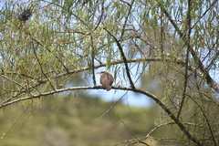 Coccyzus americanus