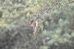 Coccyzus americanus