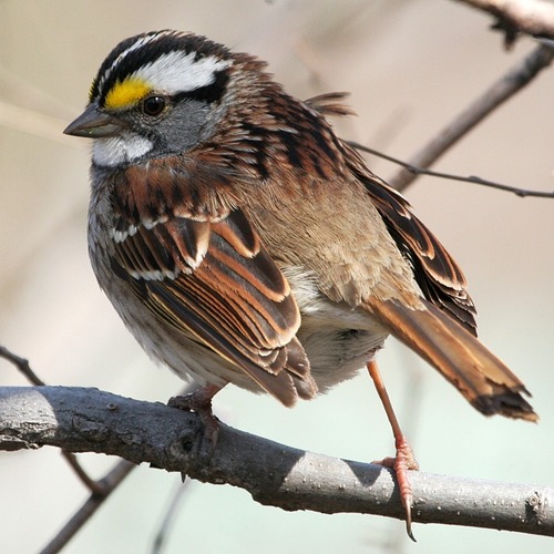White-throated Sparrow, photo 10 of 10