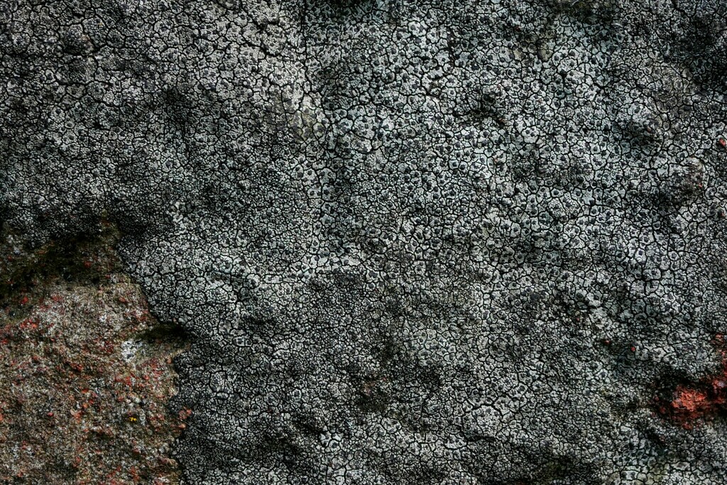 Verrucaria polysticta