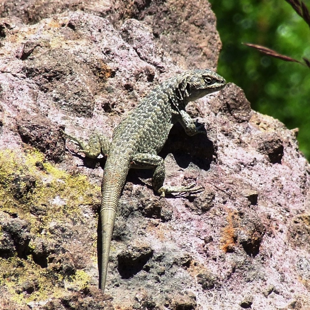 Buerger's Tree Iguana
