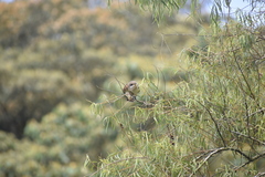Coccyzus americanus
