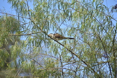 Coccyzus americanus
