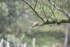 Coccyzus americanus