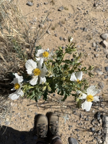 Mojave pricklypoppy (Argemone corymbosa)