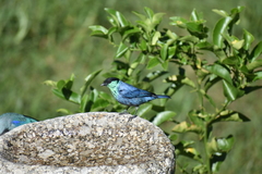 Stilpnia heinei