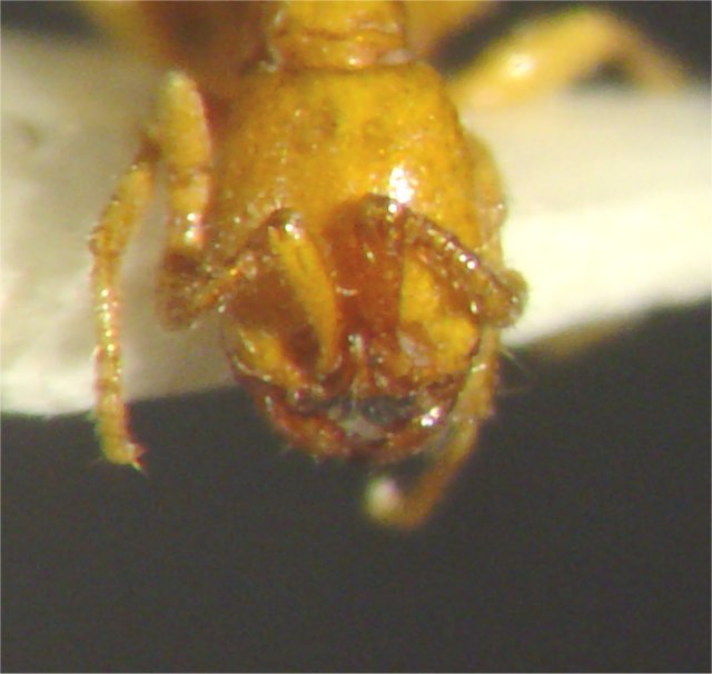 Neivamyrmex nyensis