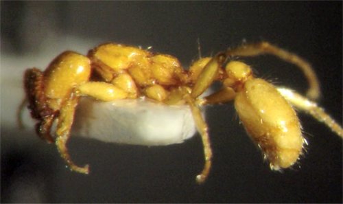 Neivamyrmex nyensisNeivamyrmex nyensis
