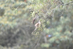 Coccyzus americanus