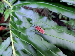 Physopelta quadriguttata