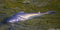 Ictalurus furcatus
