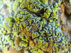 Acarospora schleicheri image