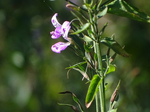 Image of Dicliptera cernua by (c) Shaun Swanepoel, some rights reserved (CC BY)