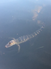 Alligator mississippiensis