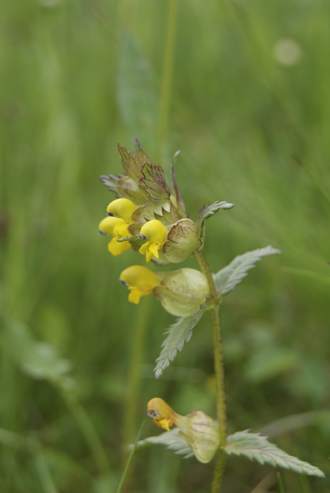 Rhinanthus