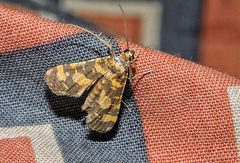 Eurrhyparodes tricoloralis